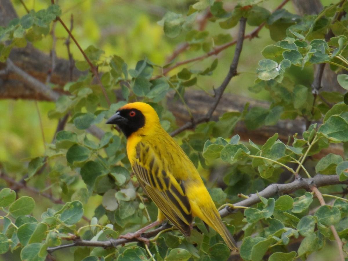 Shikwari Nature Reserve Hoedspruit Εξωτερικό φωτογραφία